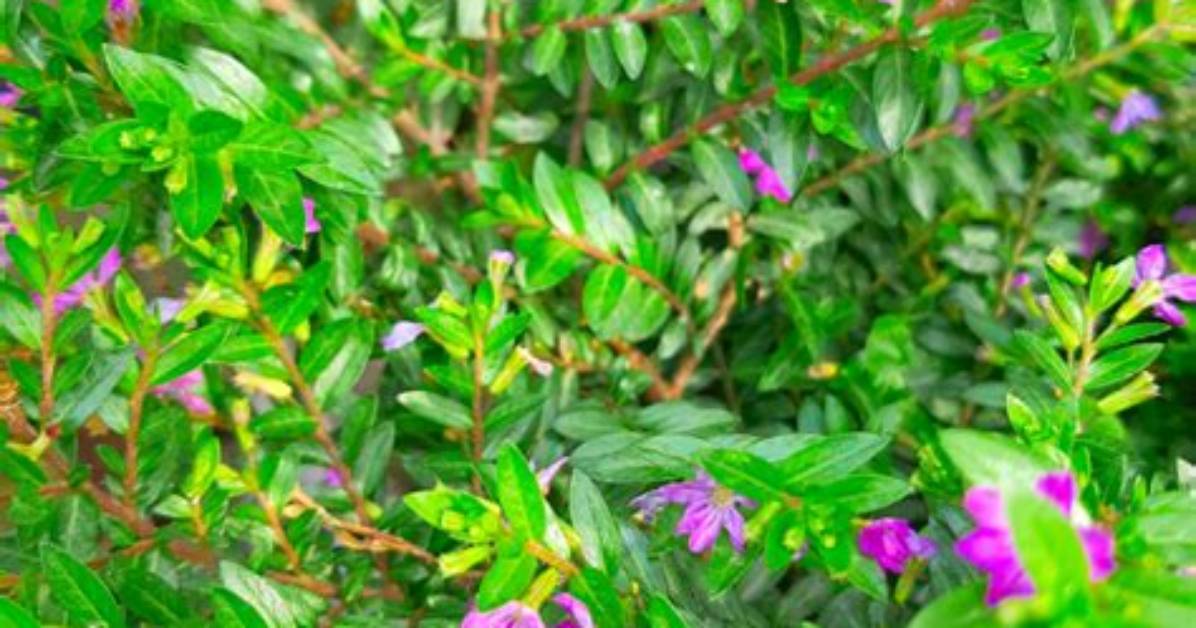 Does Mexican Heather Need Full Sun