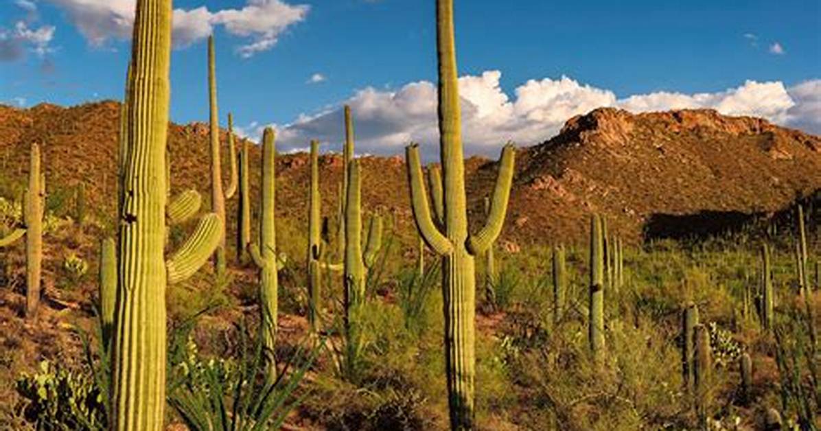 Does Mexico Have Cactus