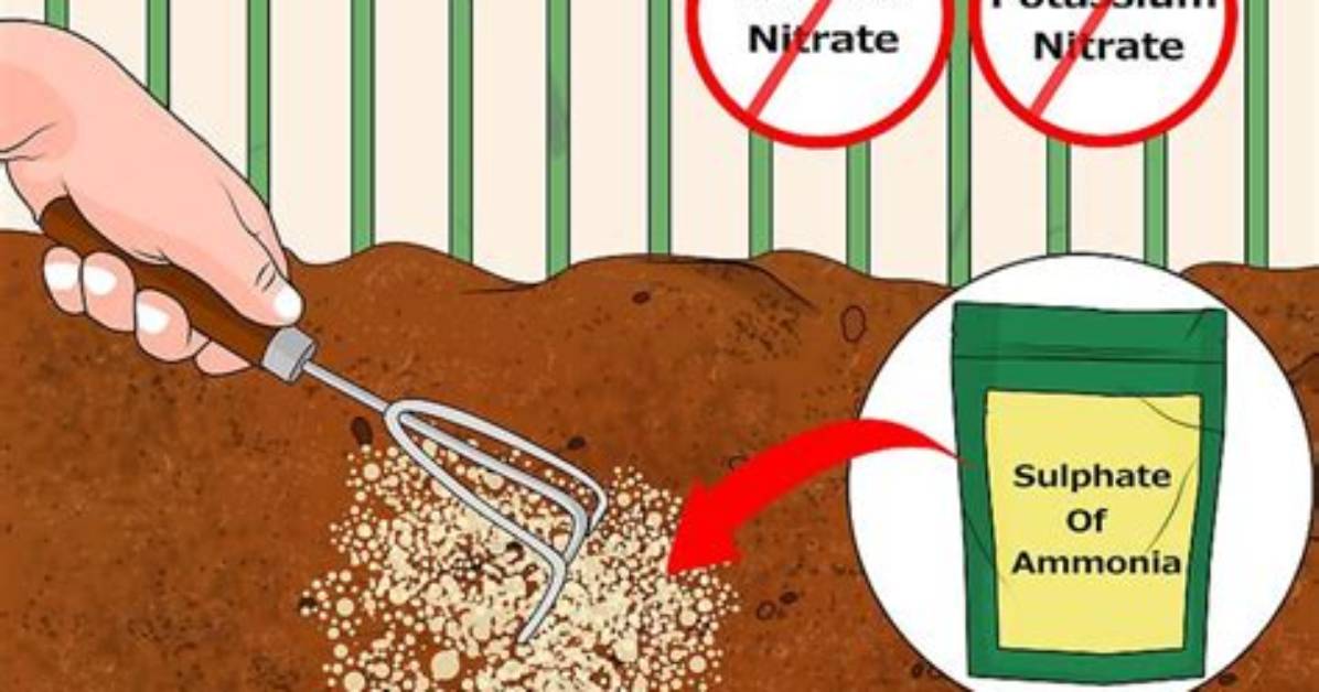 Does Miracid Acidify Soil