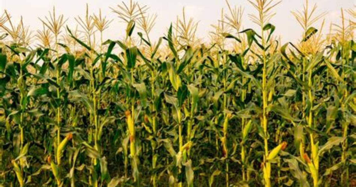 Does Missouri Grow Corn