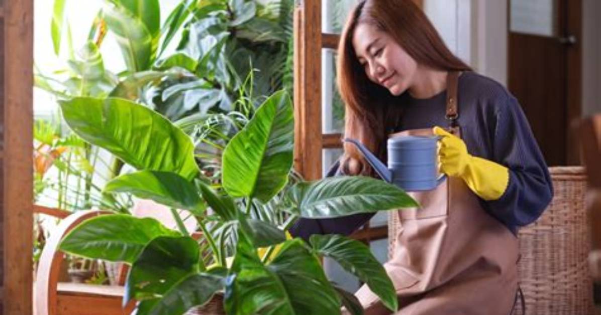 Does Misting Plants Actually Help?