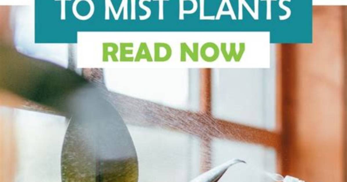 Does Misting Plants Do Anything?