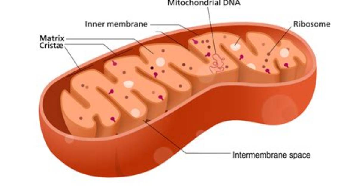Does Mitochondria Contain Ribosomes?