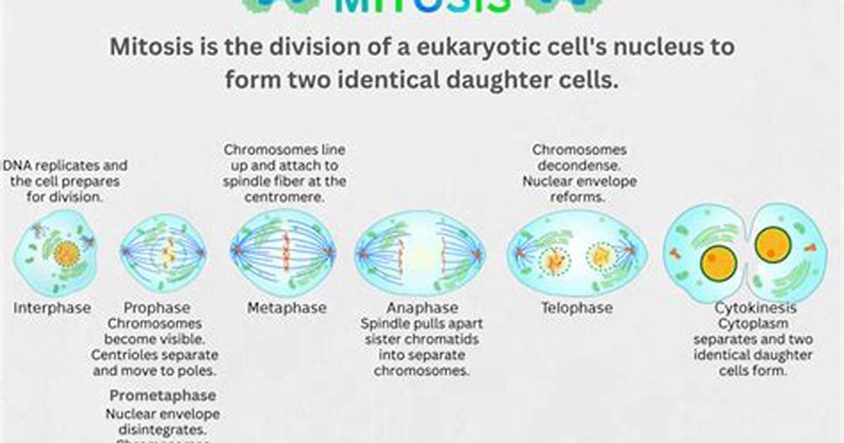 Does Mitosis Occur in All Organisms?