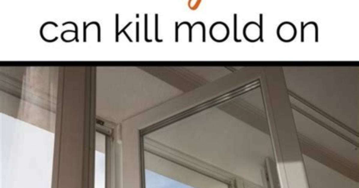 Does Mold Die in Sunlight