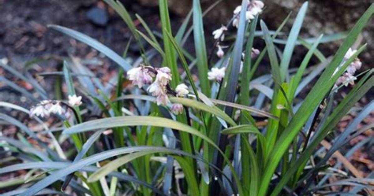 Does Mondo Grass Bloom