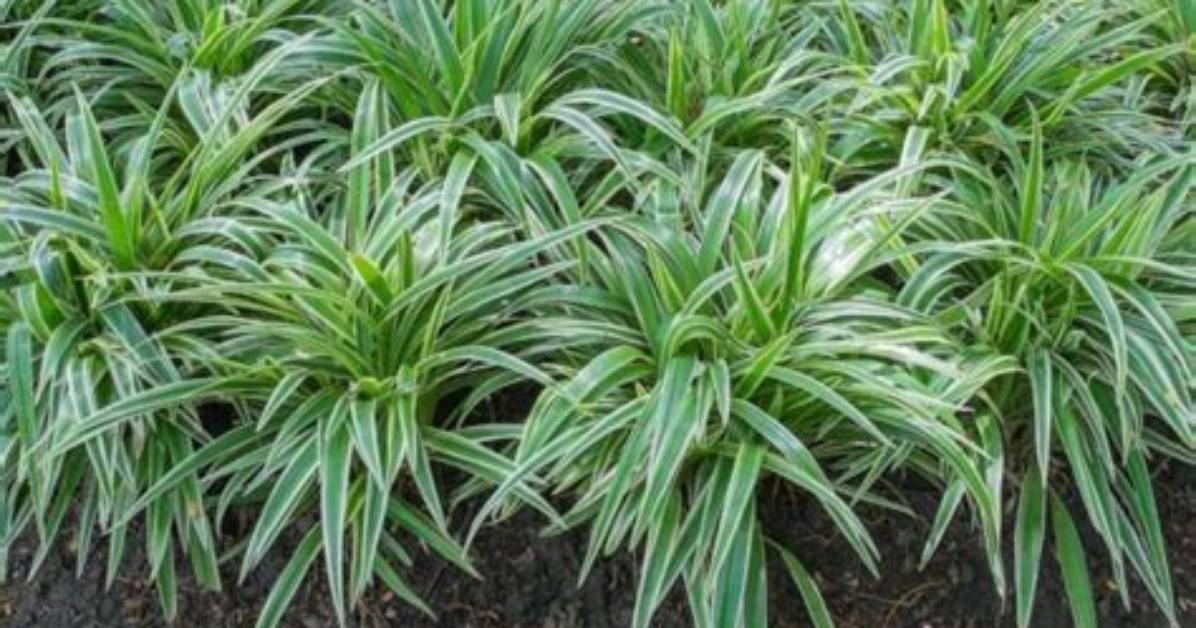 Does Mondo Grass Multiply