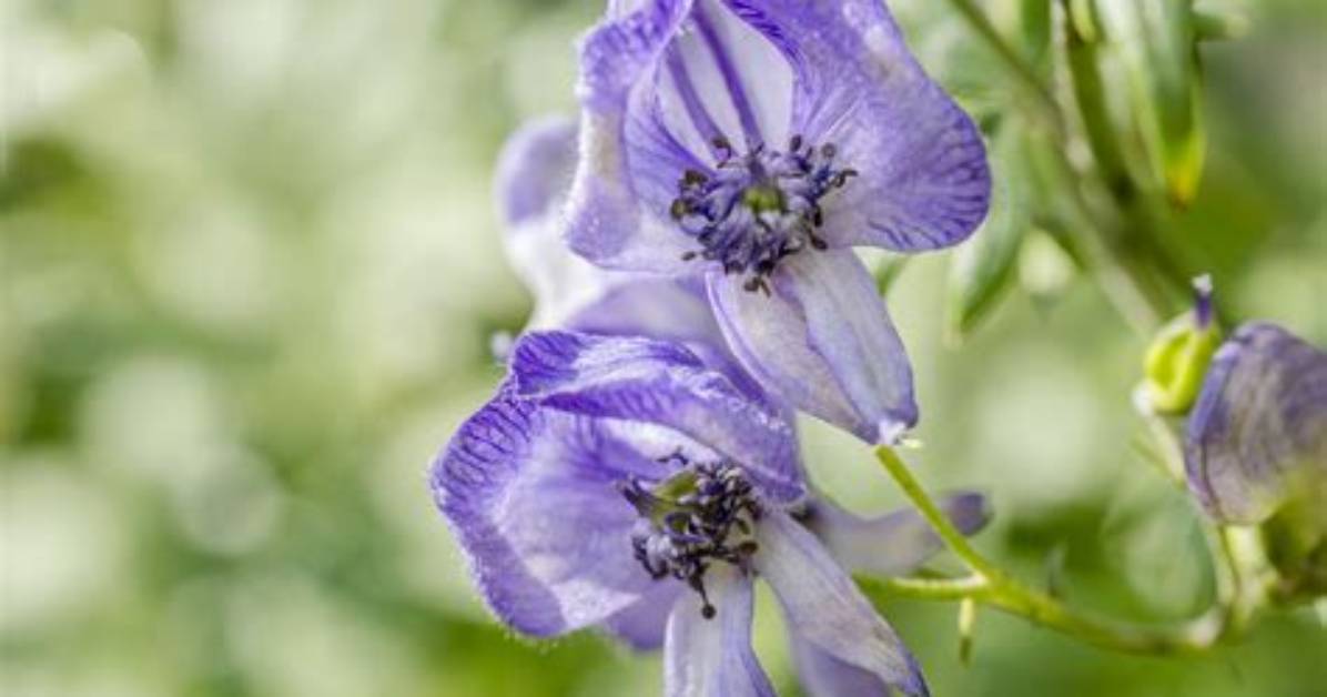 Does Monkshood Like Shade?