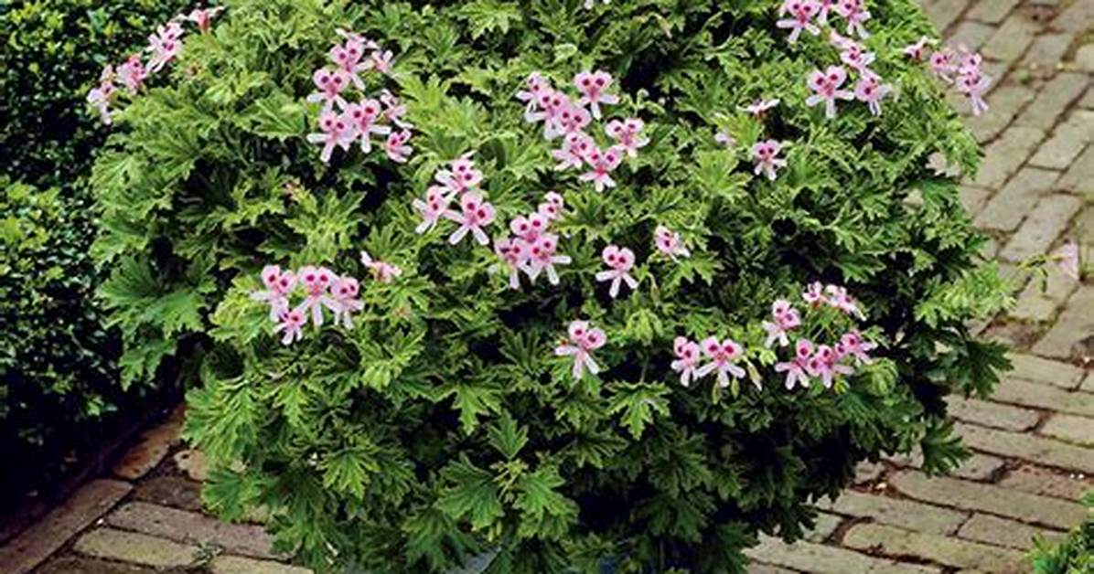 Does Mosquito Shoo Geranium Work?