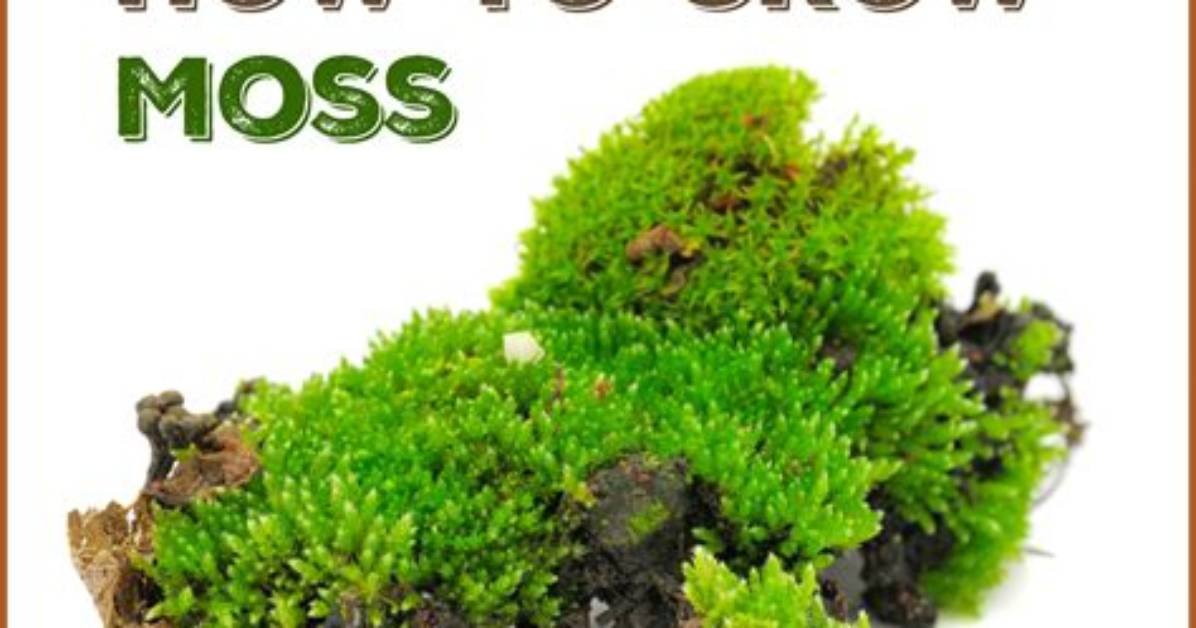 Does Moss Grow On