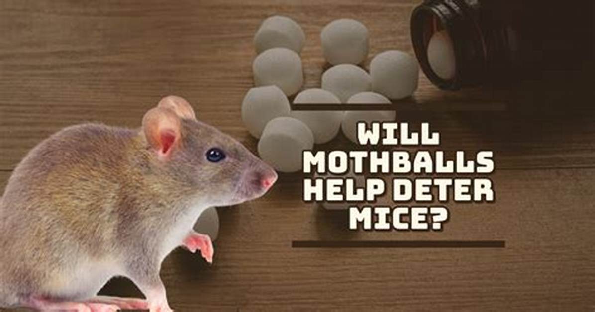 Does Moth Balls Keep Mice Away?