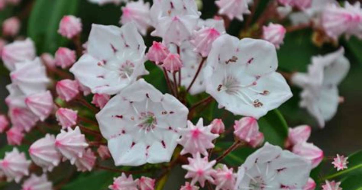 Does Mountain Laurel Smell