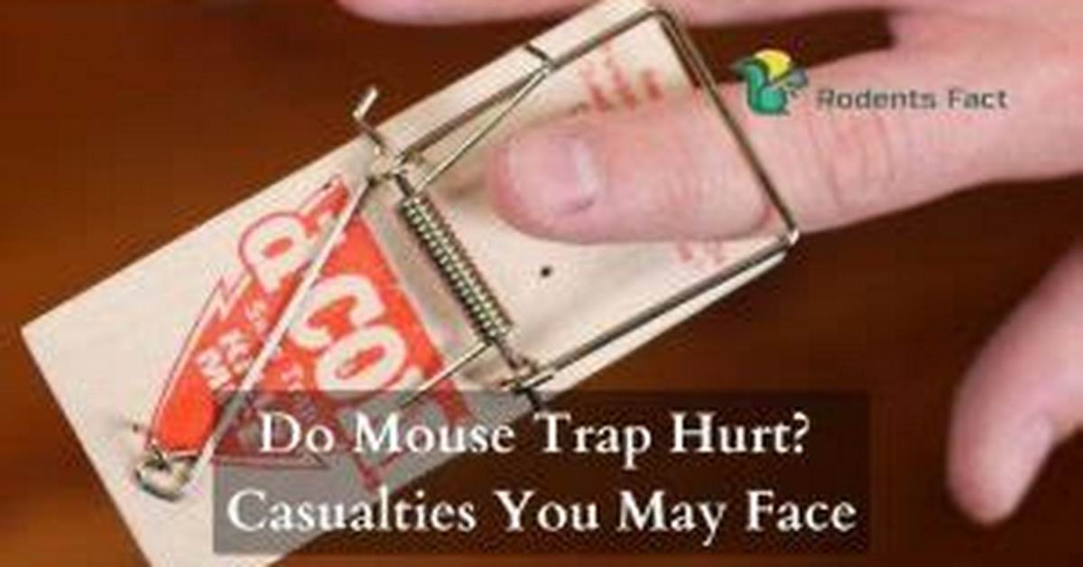 Does Mouse Traps Hurt?