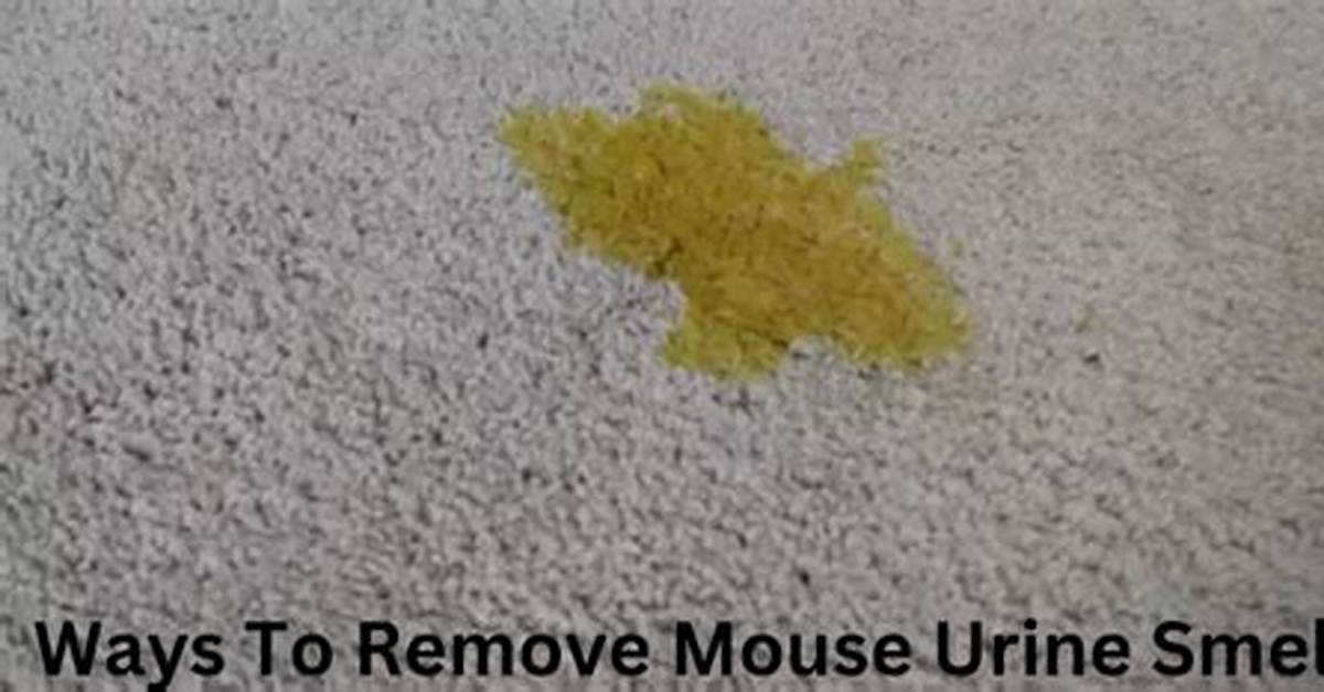 Does Mouse Urine Smell Like Human Urine?