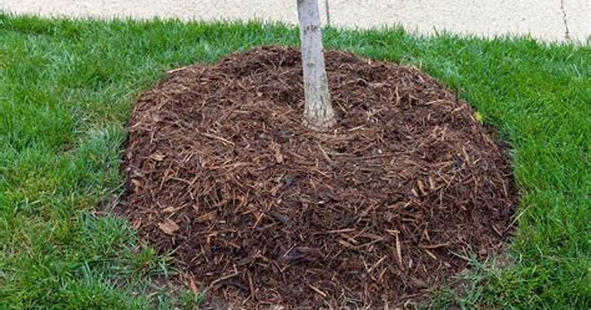 Does Mulch Help Retain Moisture