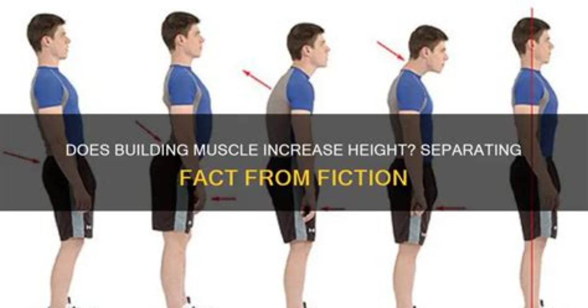 Does Muscle Building Increase Height?