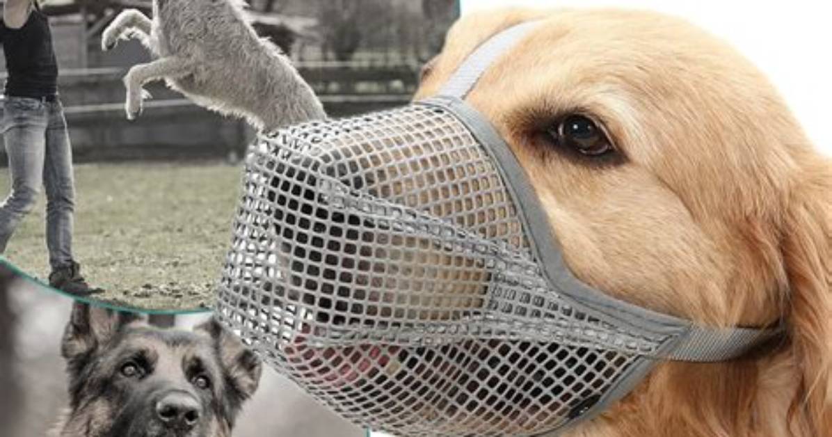 Does Muzzle Stop Barking?