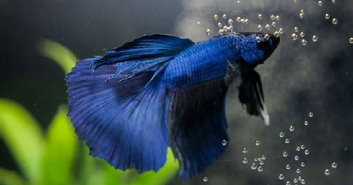 Does My Betta Fish Blow Bubbles?