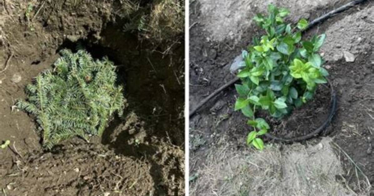 Does My Bushes Need Replacing?