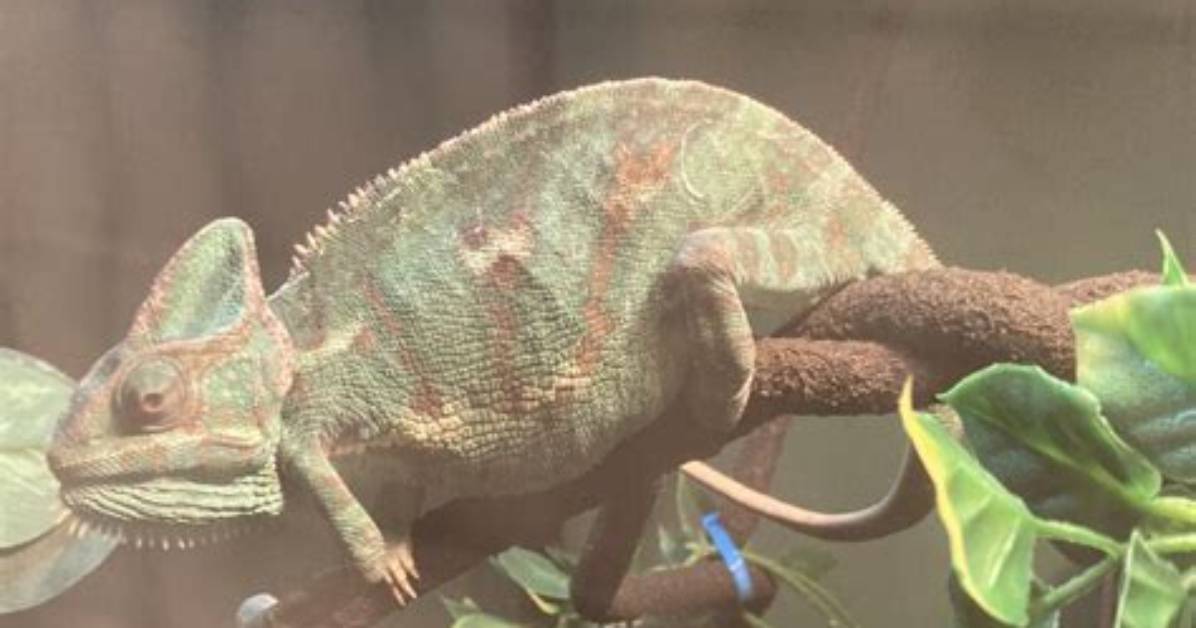 Does My Chameleon Have Egg Bound?