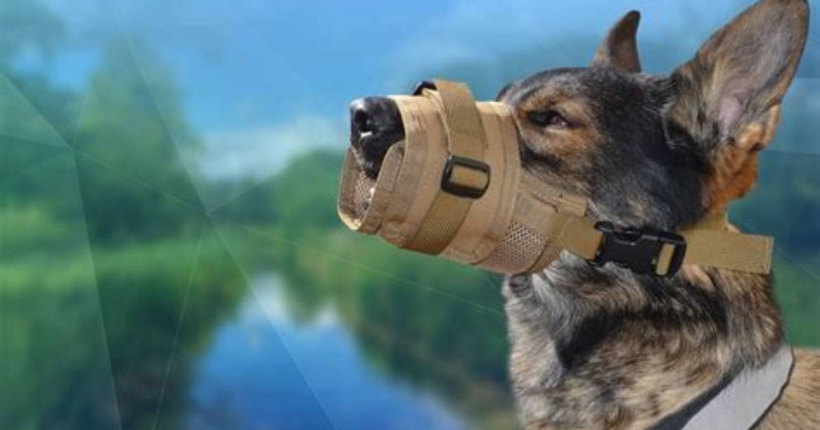 Does My Dog Need a Muzzle