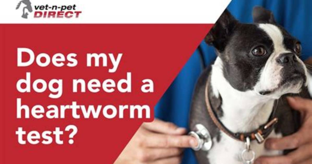 Does My Dog Need Heartworm Preventative?