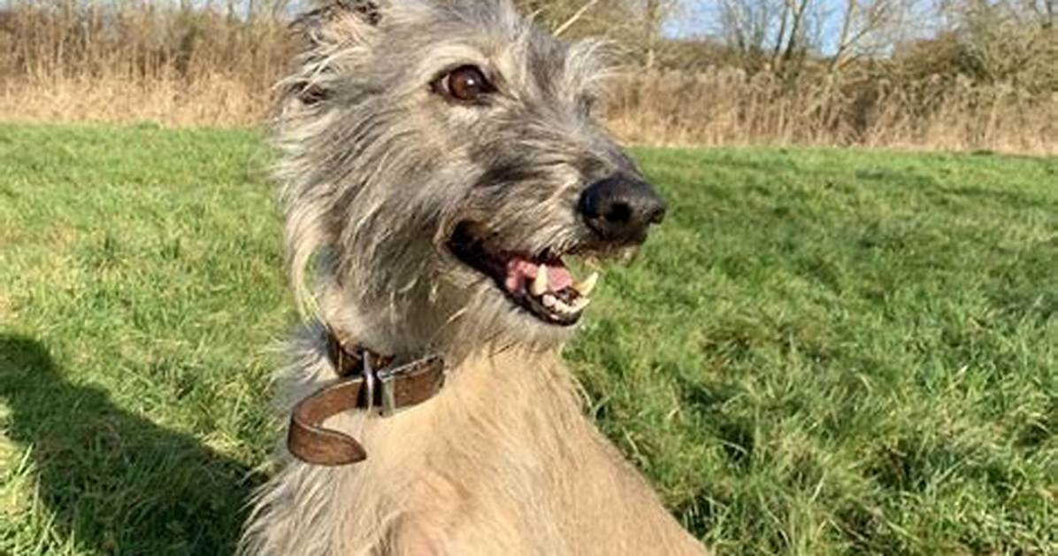 Does My Lurcher Need a Coat?