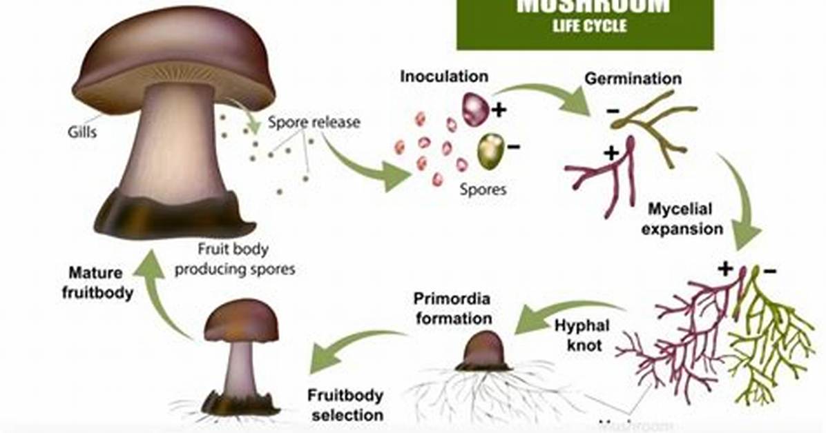 Does Mycelium Die After Fruiting?