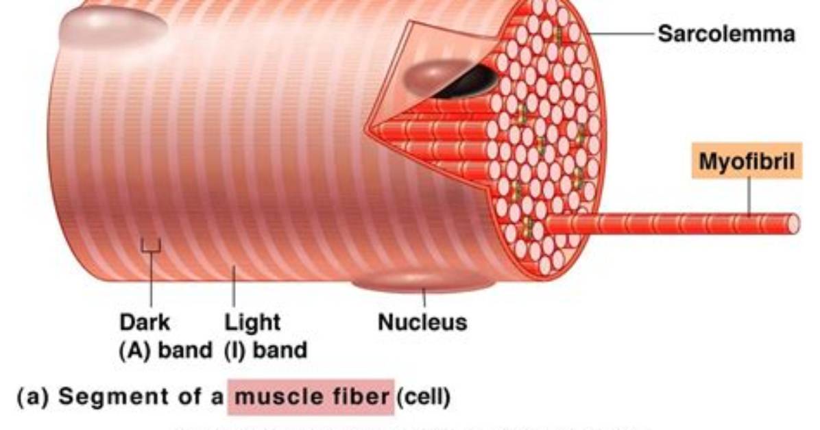 Does Myofibrils Contain Cell?