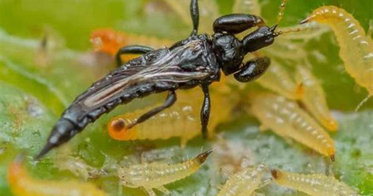 Does Neem Oil Kill Thrips