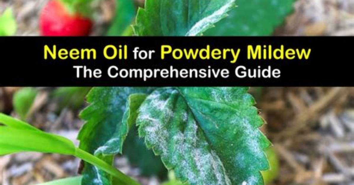 Does Neem Oil Stop Powdery Mildew