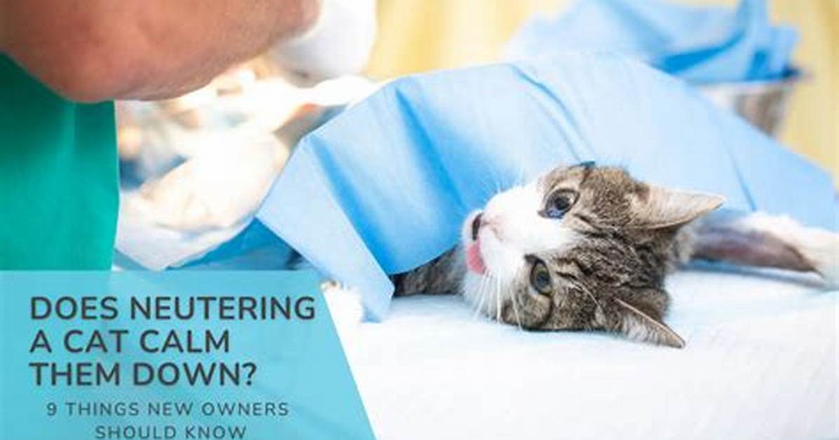 Does Neutering Calm a Cat Down?