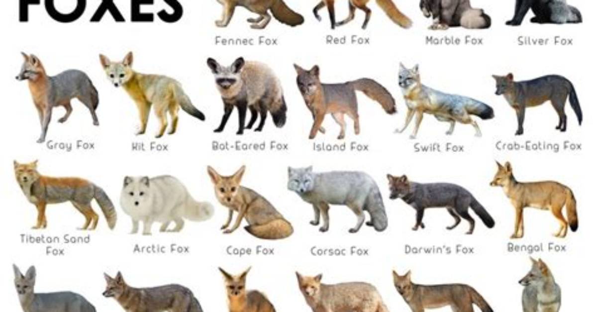 Does Nevada Have Foxes