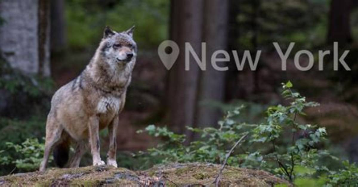 Does New York Have Wolves