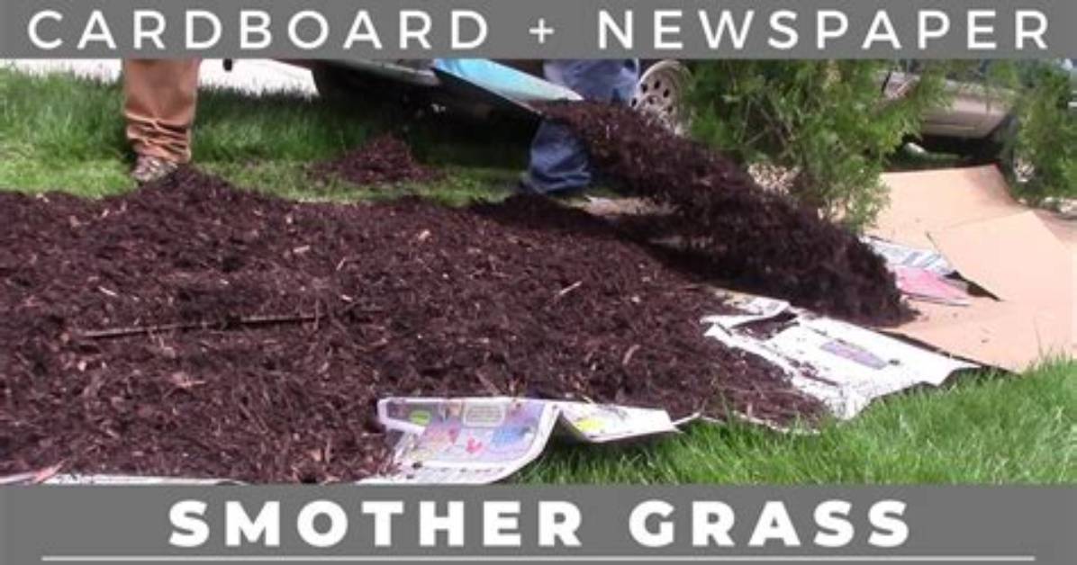 Does Newspaper Kill Grass?