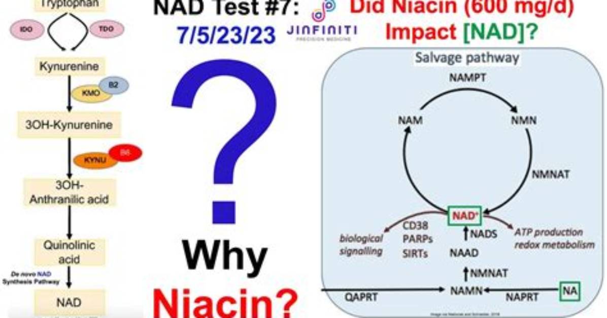 Does Niacin Turn into Nad