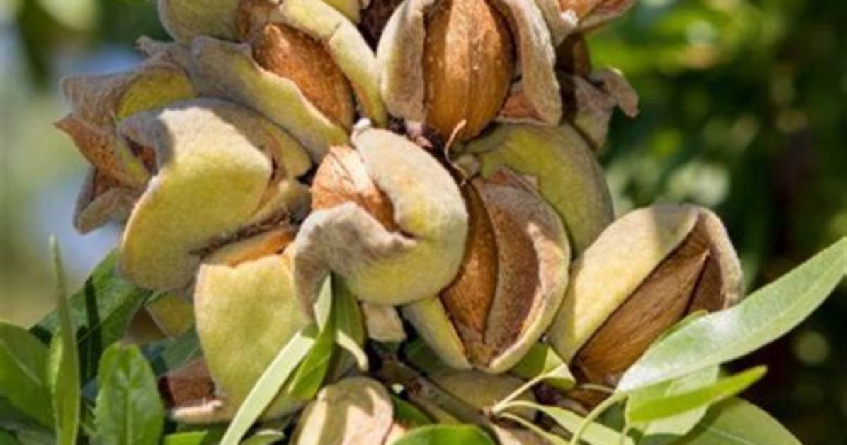 Does Nigeria Have Almonds