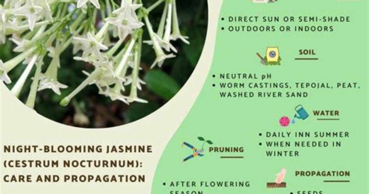 Does Night Blooming Jasmine Only Bloom at Night?