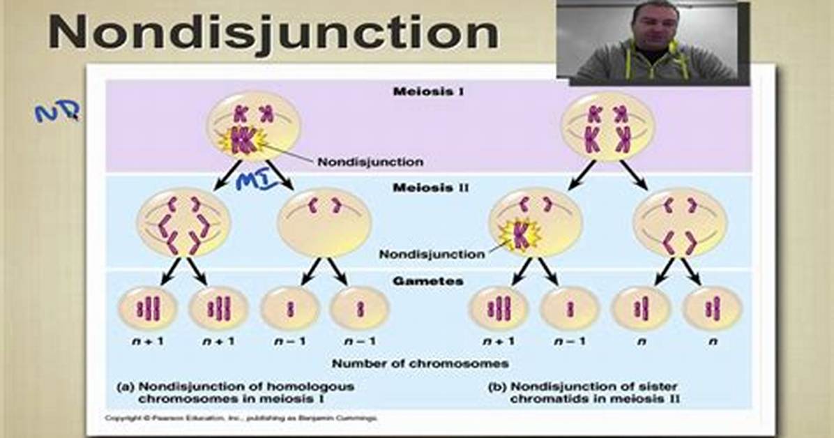 Does Nondisjunction Occur in Males?