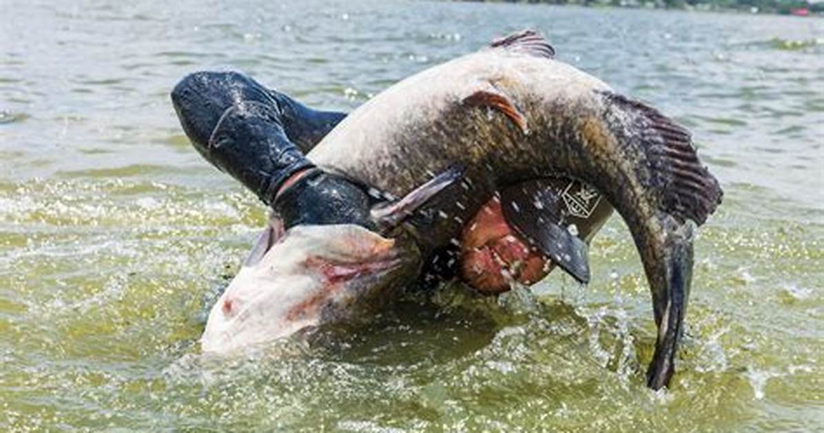 Does Noodling Hurt the Fish?