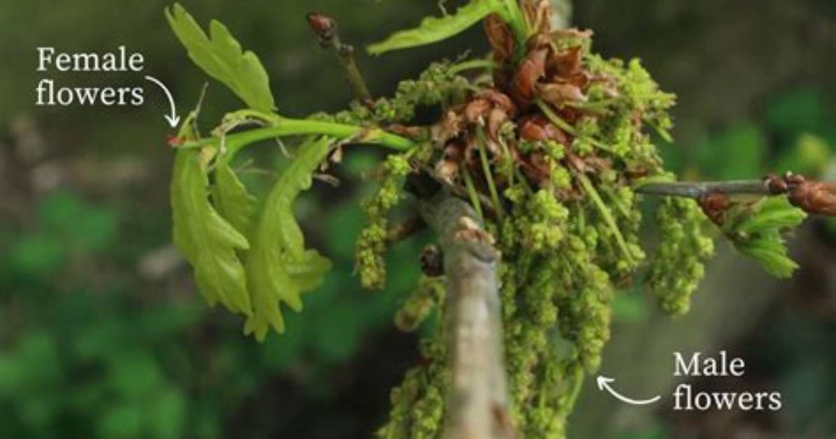 Does Oak Tree Have Flowers?