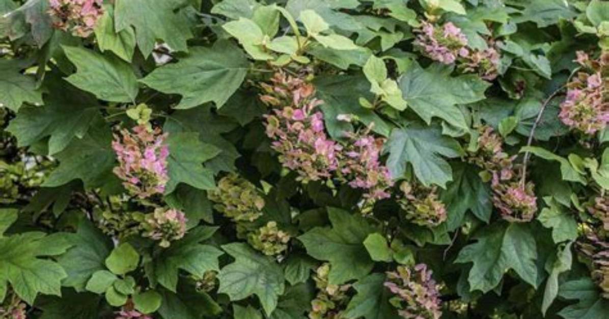 Does Oakleaf Hydrangea Need Full Sun