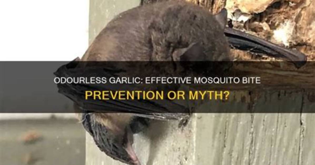 Does Odourless Garlic Prevent Mosquito Bites