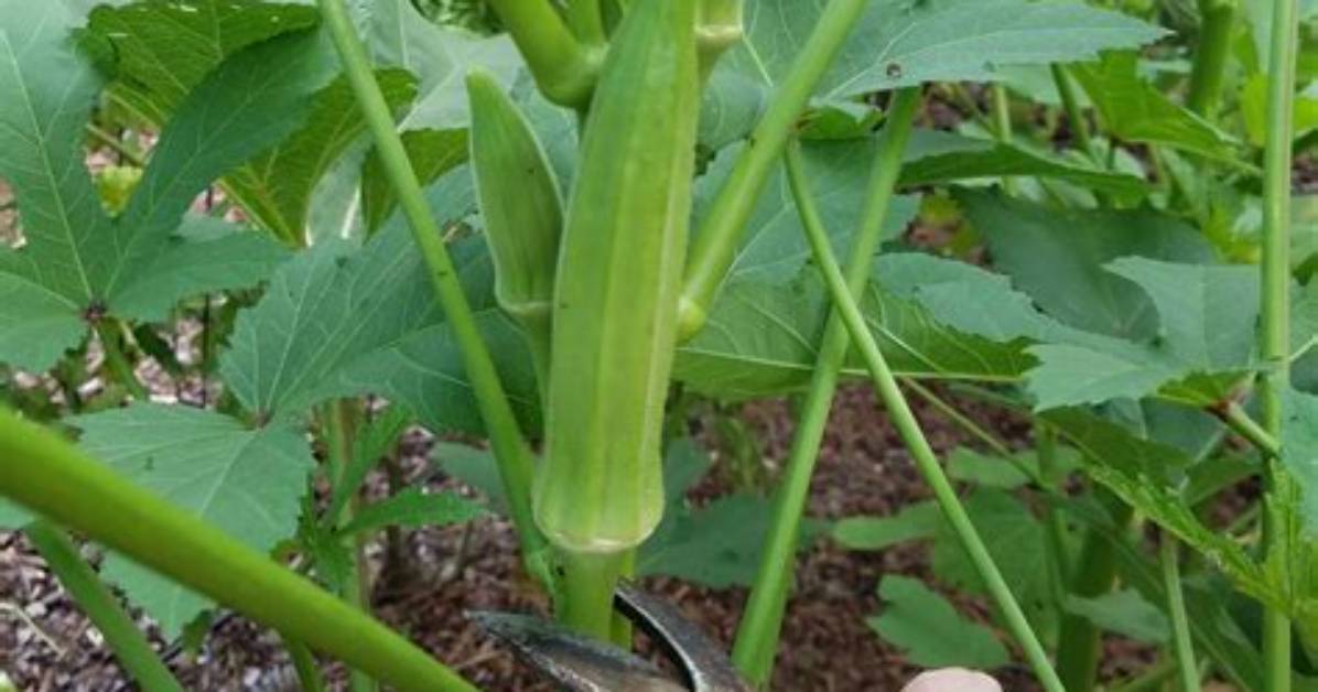Does Okra Grow on a Vine