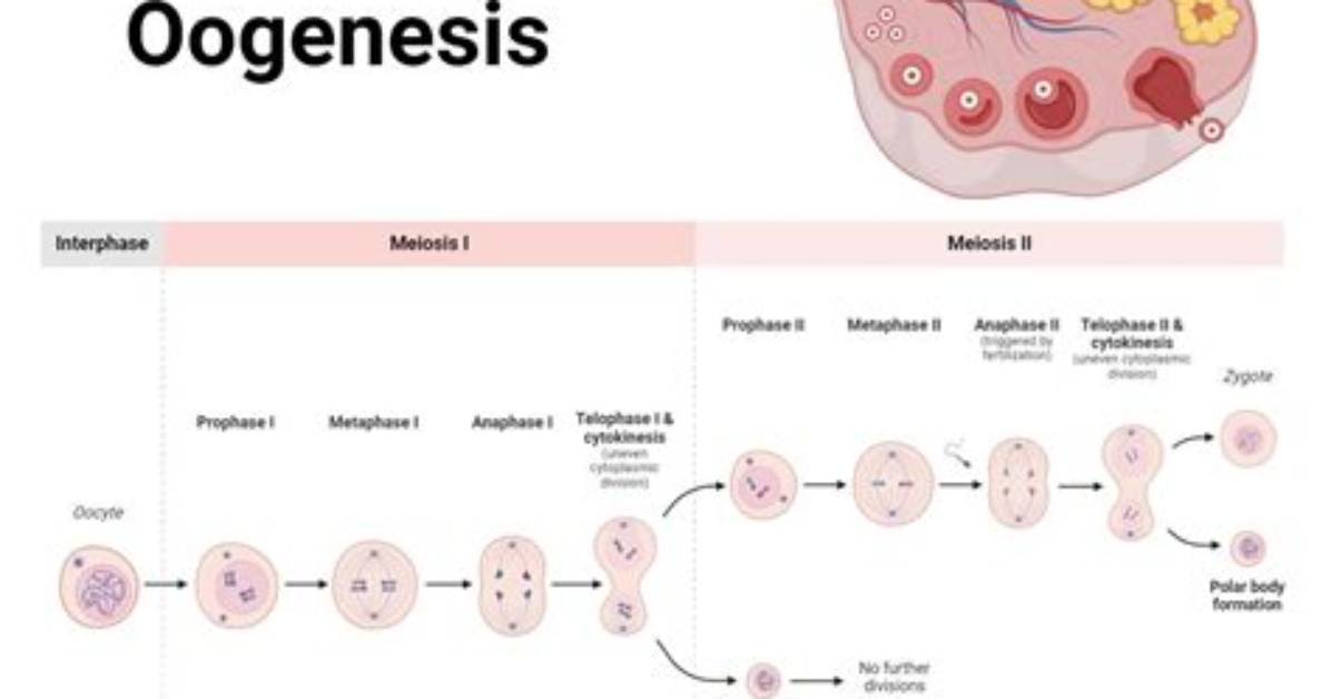 Does Oogenesis Begins During Fetal Development?