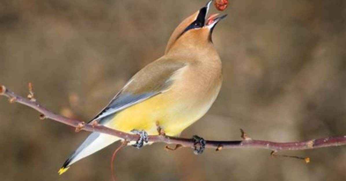 Does Oregon Have Waxwings?