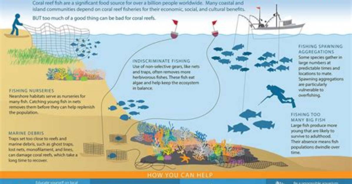 Does Overfishing Affect Fish?