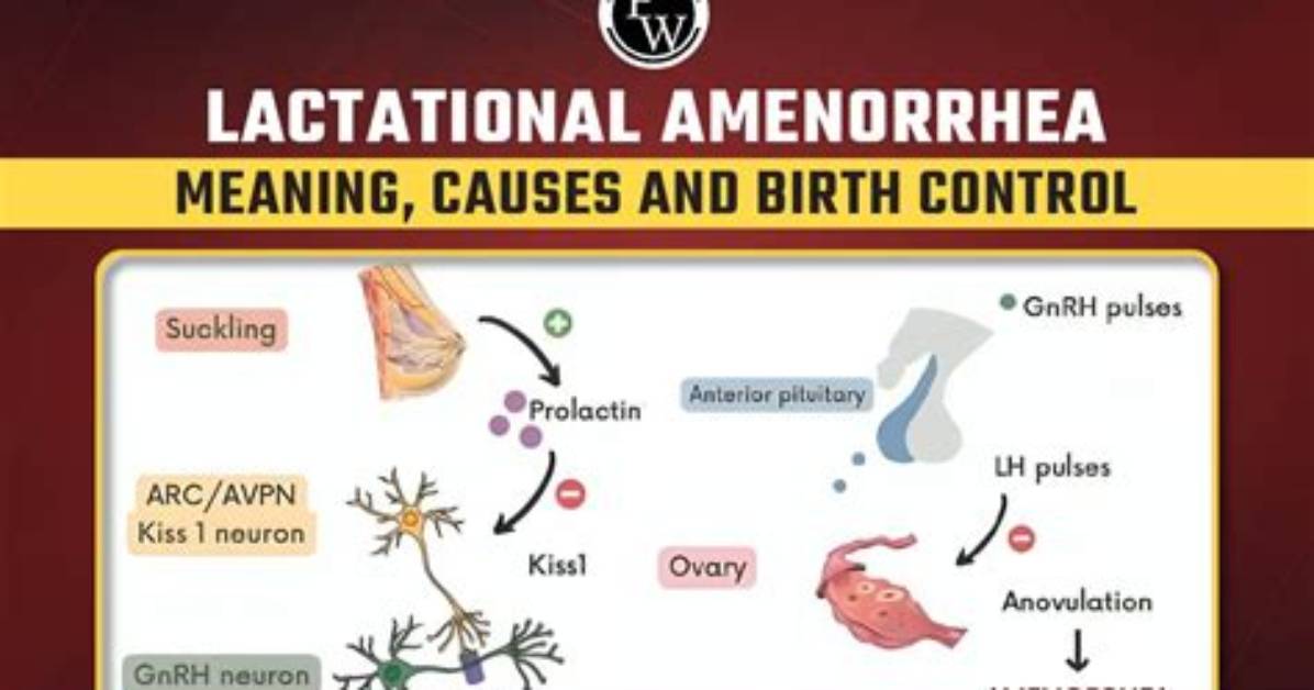 Does Ovulation Occur During Lactational Amenorrhea?