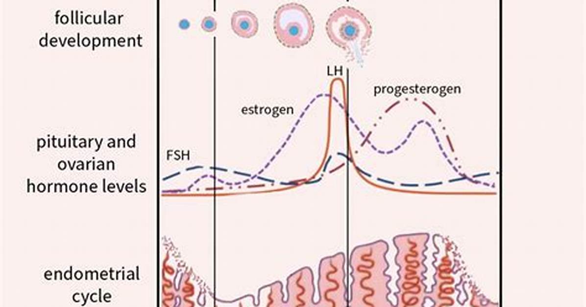 Does Ovulation Occur in the Proliferative Phase?