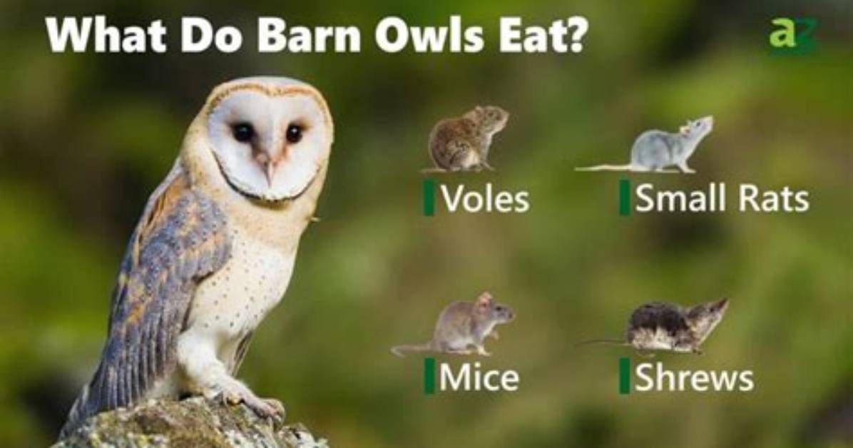 Does Owls Eat Shrews?